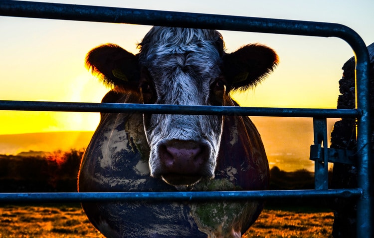 Read more about the article COWSPIRACY – klíč k udržitelnosti