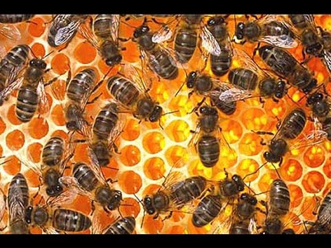 Read more about the article KRÁLOVNA SLUNCE – co se nám včely snaží říct