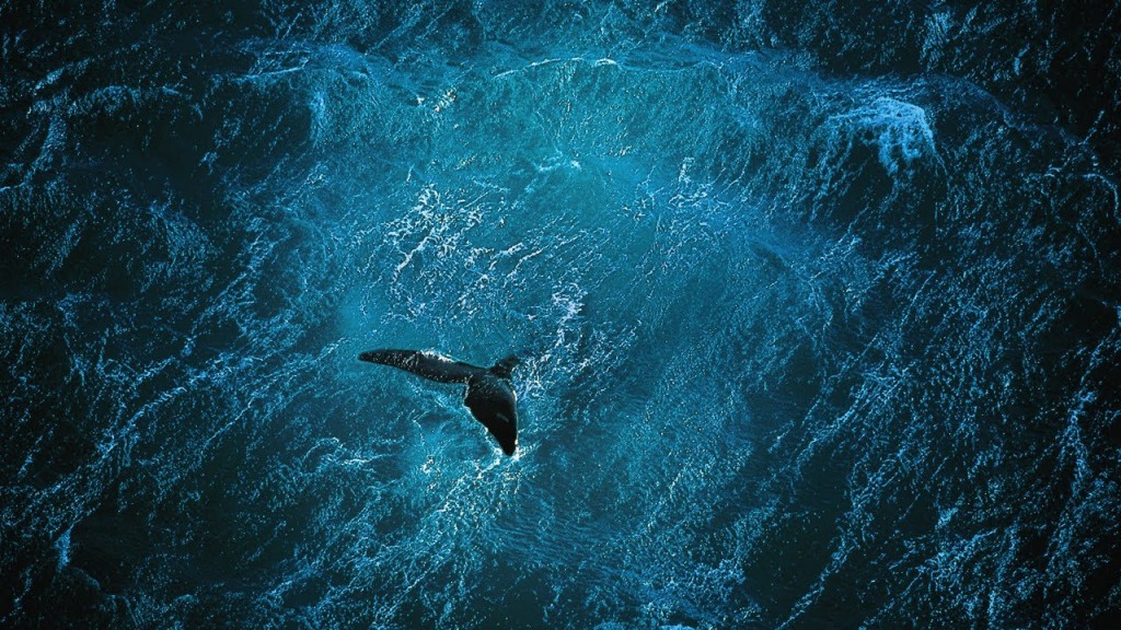 Read more about the article PLANETA OCEÁN